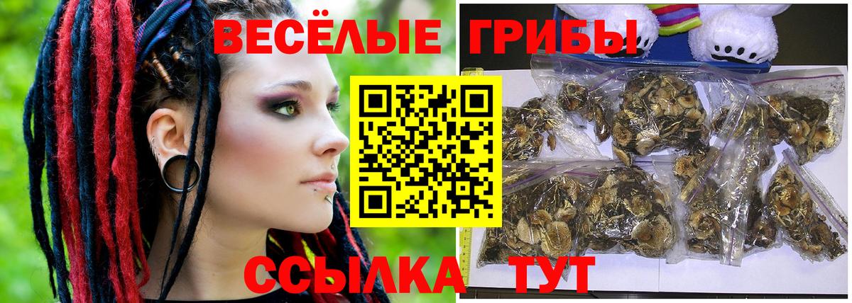 Галлюциногенные грибы Psilocybine cubensis Торжок