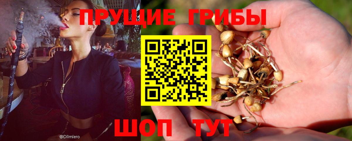 как найти закладки  Псилоцибиновые грибы Psilocybe  Торжок  Вход с VPN  Псилоцибиновые грибы мицелий 